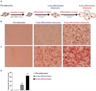 A Transcriptomic Analysis Reveals Novel Patterns of Gene Expression During 3T3-L1 Adipocyte Differentiation